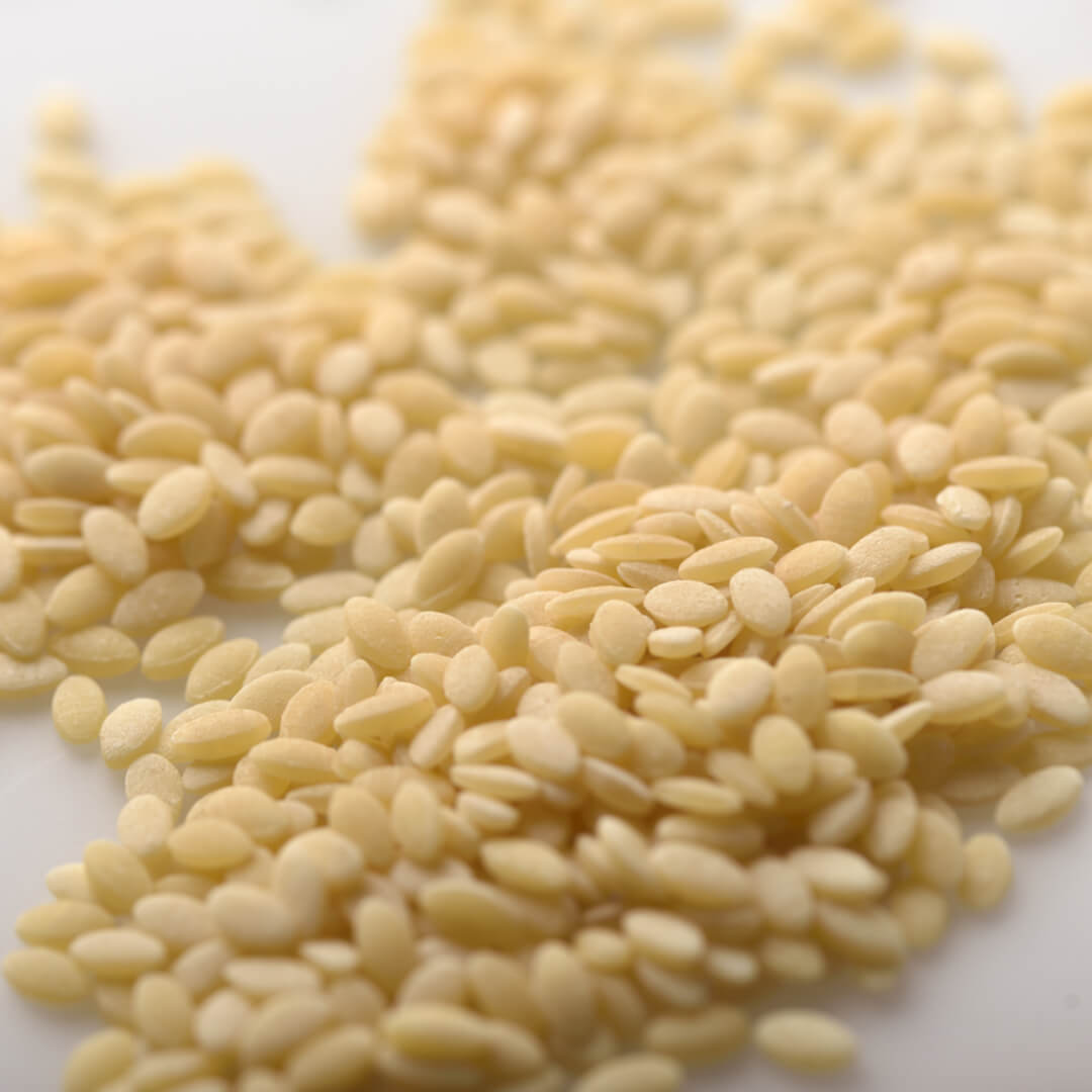 Seme Cicoria 3 - Pasta Lori Res